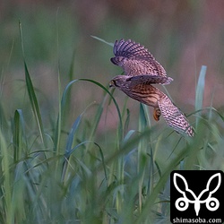 夕方、畑にいたチョウゲンボウ。