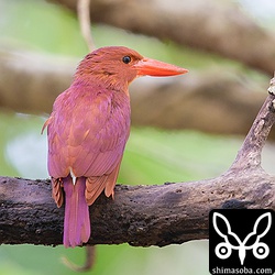 こちらはオスのアカショウビン。光の加減もありますが、上のメスよりも腰の水色は薄く感じられました。