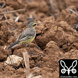 群れで畑に降り立った(キマユ)ツメナガセキレイ。