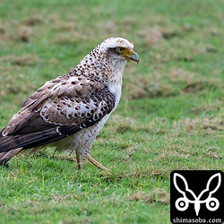 上と同じ個体。右足をかばうように歩いていた。けがでもしたのか?
