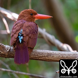 アカショウビンは、腰の水色の羽が美しいです。