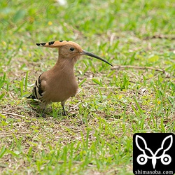 息子が騒ぐのでこちらをうかがうヤツガシラ。