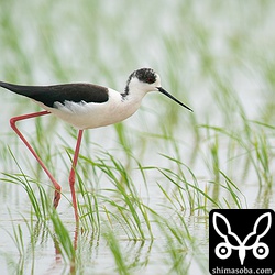 セイタカシギは一気に増えて数十羽の群れをいくつかみました。