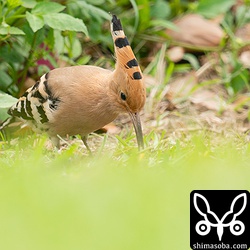 芝生の際にも餌が多いようです。