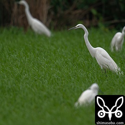 サギはダイサギ、チュウサギ、コサギ、アマサギが田んぼに群れていた。石垣島のダイサギは、この時期にしか見られません。この個体は、体がひときわ大きく、脛が淡色なのでいわゆるオオダイサギと思われる。