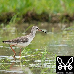 ツルシギは2羽が田んぼで羽やすめ。第1回冬羽。