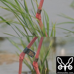 メタルリングには「P.O. BOX 96-216 TAIPEI M01093」と刻印されている。