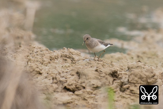 オジロトウネン