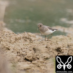 上と別個体。こちらも成鳥。