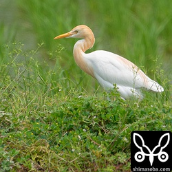 アマサギも夏羽に変わりつつある個体が増えてきました。