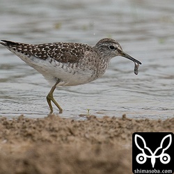 タカブシギがカエルを食っていた。