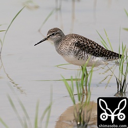 タカブシギ夏羽。