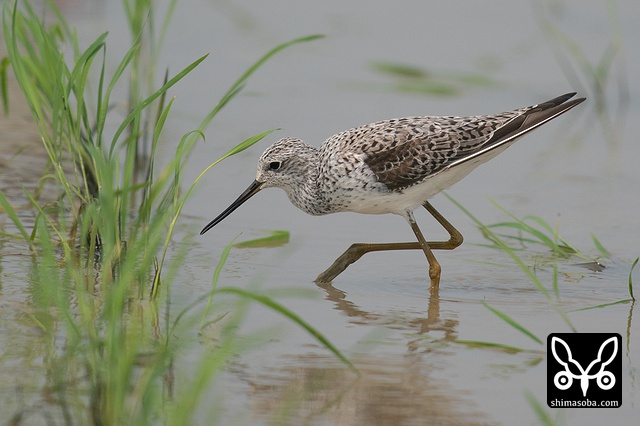 コアオアシシギ