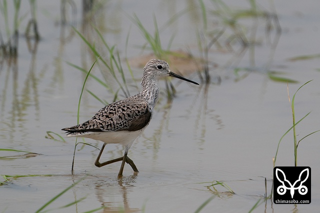 コアオアシシギ