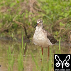 ツルシギは比較的、遠いのですが、この時は近くまで寄ってきた。