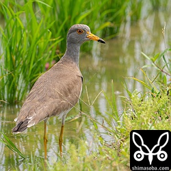 八重山では珍鳥のケリ。