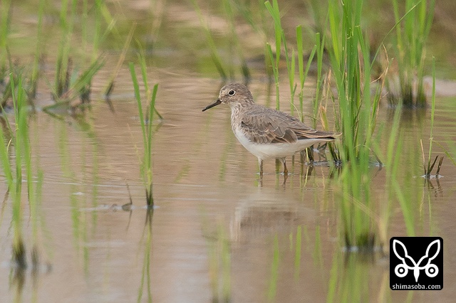 オジロトウネン