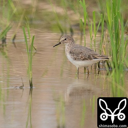 オジロトウネン成鳥。