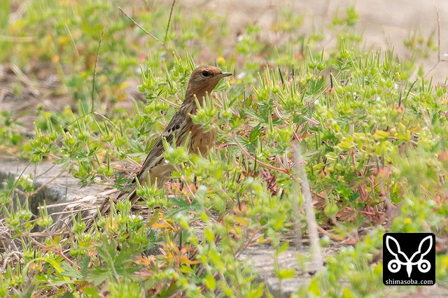 ムネアカタヒバリ