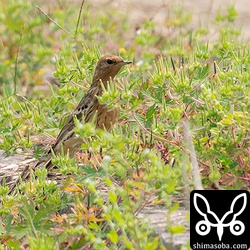 越冬個体のムネアカタヒバリもすっかり色づいた。