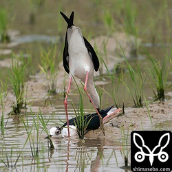 セイタカシギのオス同士のバトル。