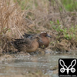 手前のメスはまだ生殖羽に変わっていないように見えます。