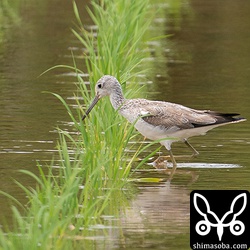 アオアシシギ第1回夏羽へ。