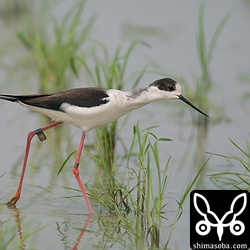 セイタカシギ十数羽の群れとツルシギ2、コアオアシシギ3などと一緒に田んぼで採餌していた。