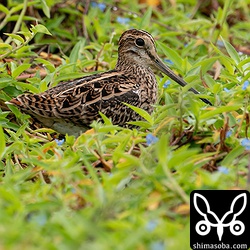 一瞬、ハリオシギに見えたけどチュウジシギでした。