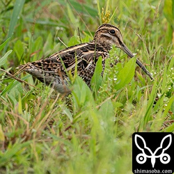 タシギ。雨覆がかなり擦り切れています。第1回夏羽かな?