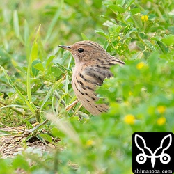 緑の影からムネアカタヒバリ。