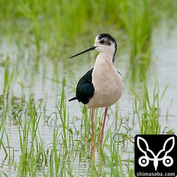 胸が薄ピンクの婚姻色に染まったセイタカシギのオス。