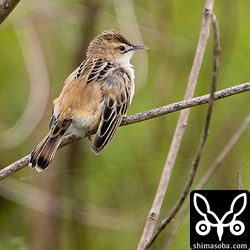 婚姻色に変わりつつあるセッカのオス。