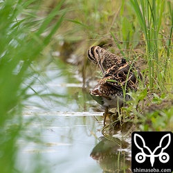 タシギ。羽繕いの後、翼か尾羽を広げてくれることを期待しましたがかなわず…。