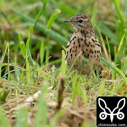 こちらのムネアカタヒバリは絶賛換羽中。