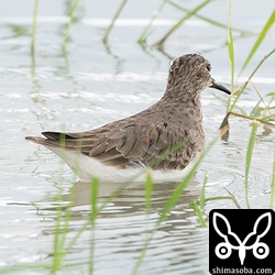 オジロトウネンは換羽が遅いので夏羽を見る機会は少ないのですが、少しだけ見せてくれました。