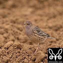 美しい夏羽に変わったムネアカタヒバリ。