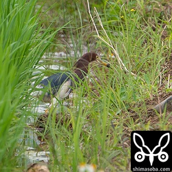 アカガシラサギもすっかり夏羽。今季は出会う機会が多いです。