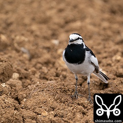 夏羽に衣替えしたハクセキレイのオスは時折、ぐぜっていました。