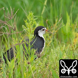 草の実をついばむシロハラクイナ。