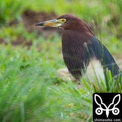 今季はアカガシラサギが多く、ここ数日で10羽近く観察されています。