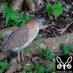 公園にはズグロミゾゴイ成鳥。