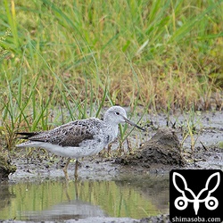 夏羽への換羽が進むアオアシシギ。
