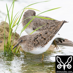 6羽いた中で一番夏羽の目立っていたオジロトウネン。あと少しで完全夏羽ですが、そこまではいてくれないだろうなー。