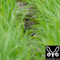 タマシギはオスとメスがそろっていましたが、稲の間を移動するので撮れた写真はメスの後ろ姿だけ…。^^;