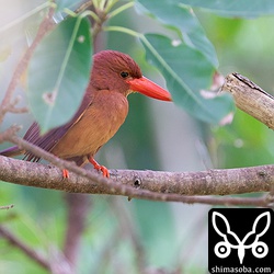 上と同じ個体。右にメスもいるのですが、葉っぱが邪魔して撮れず。
