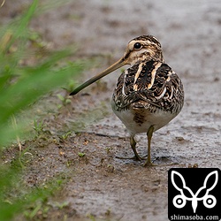 田んぼには数羽のタシギがいました。