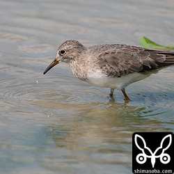 6羽いたオジロトウネンは2羽になっていた。