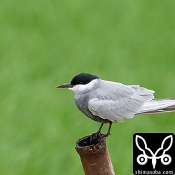 こちらもSONYセット。