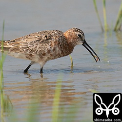 小さなミミズか赤虫の類をゲット。